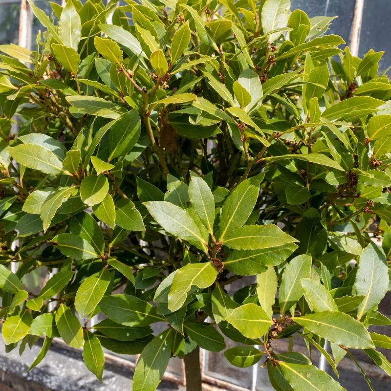 Laurus Nobilis Bay Leaf Tree 4-6'' Bay Laurel Culinary Herb