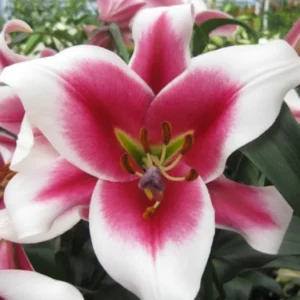White Pink Trumpet Lily Bulbs - Set of 5 Flowering Bulbs