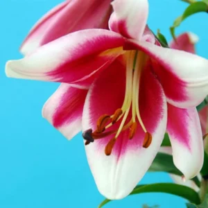 White Pink Trumpet Lily Bulbs - Set of 5 Flowering Bulbs