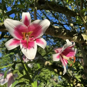 White Pink Trumpet Lily Bulbs - Set of 5 Flowering Bulbs