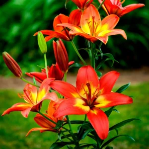 Red Orange Trumpet Lily Bulbs - Pack of 5 Flower Bulbs
