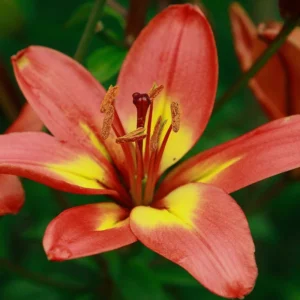 Red Orange Trumpet Lily Bulbs - Pack of 5 Flower Bulbs