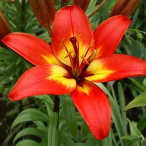 Red Orange Trumpet Lily Bulbs - Pack of 5 Flower Bulbs