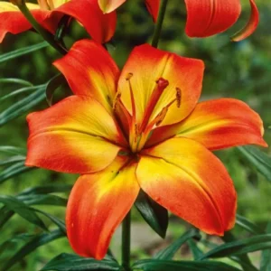 Red Orange Trumpet Lily Bulbs - Pack of 5 Flower Bulbs