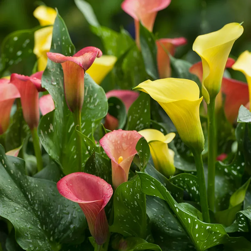 Mixed Calla Lily Bulbs - Assorted Colors - Garden Flower Bulbs
