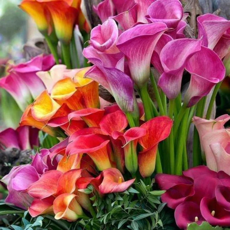 Mixed Calla Lily Bulbs - Assorted Colors - Garden Flower Bulbs
