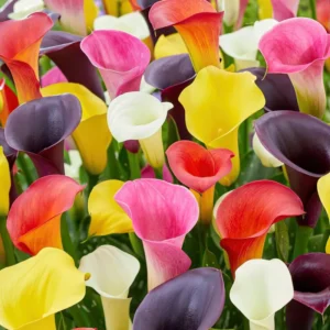 Mixed Calla Lily Bulbs - Assorted Colors - Garden Flower Bulbs