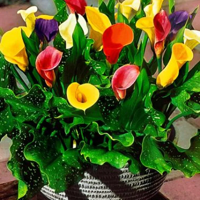 Mixed Calla Lily Bulbs - Assorted Colors - Garden Flower Bulbs