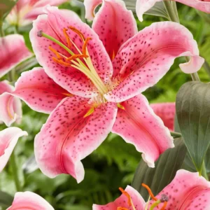 Pink Lily Bulbs - Pack of 5 Flower Bulbs for Spring Planting