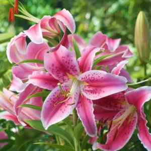 Pink Lily Bulbs - Pack of 5 Flower Bulbs for Spring Planting