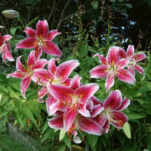 Pink Lily Bulbs - Pack of 5 Flower Bulbs for Spring Planting