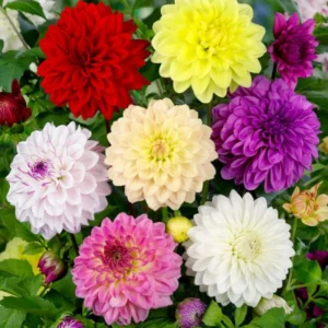 Mixed Dahlias Bareroots Variety Pack - 5 Roots for Stunning Blooms