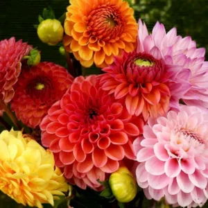 Mixed Dahlias Bareroots Variety Pack - 5 Roots for Stunning Blooms