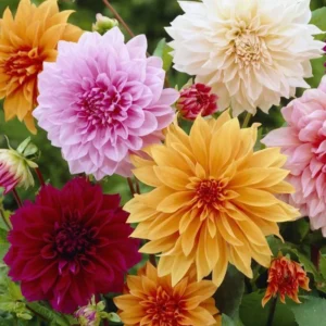 Mixed Dahlias Bareroots Variety Pack - 5 Roots for Stunning Blooms