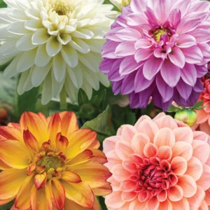 Mixed Dahlias Bareroots Variety Pack - 5 Roots for Stunning Blooms
