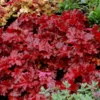 Red Heuchera Plant: Coral Bells 5-8 inch Height - Vibrant Color
