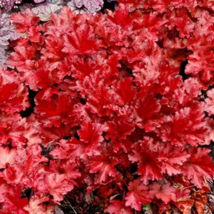 Red Heuchera Plant: Coral Bells 5-8 inch Height - Vibrant Color