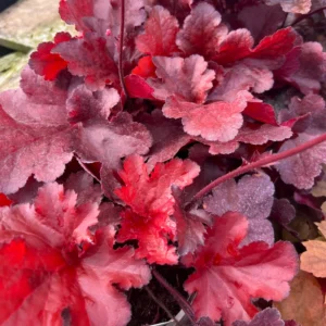 Red Heuchera Plant: Coral Bells 5-8 inch Height - Vibrant Color