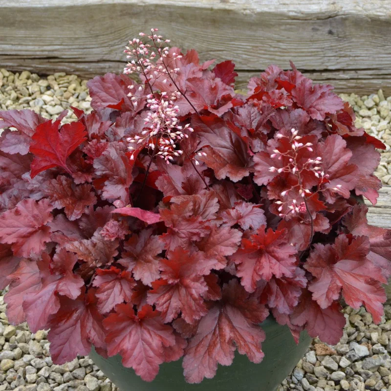Red Heuchera Plant: Coral Bells 5-8 inch Height - Vibrant Color