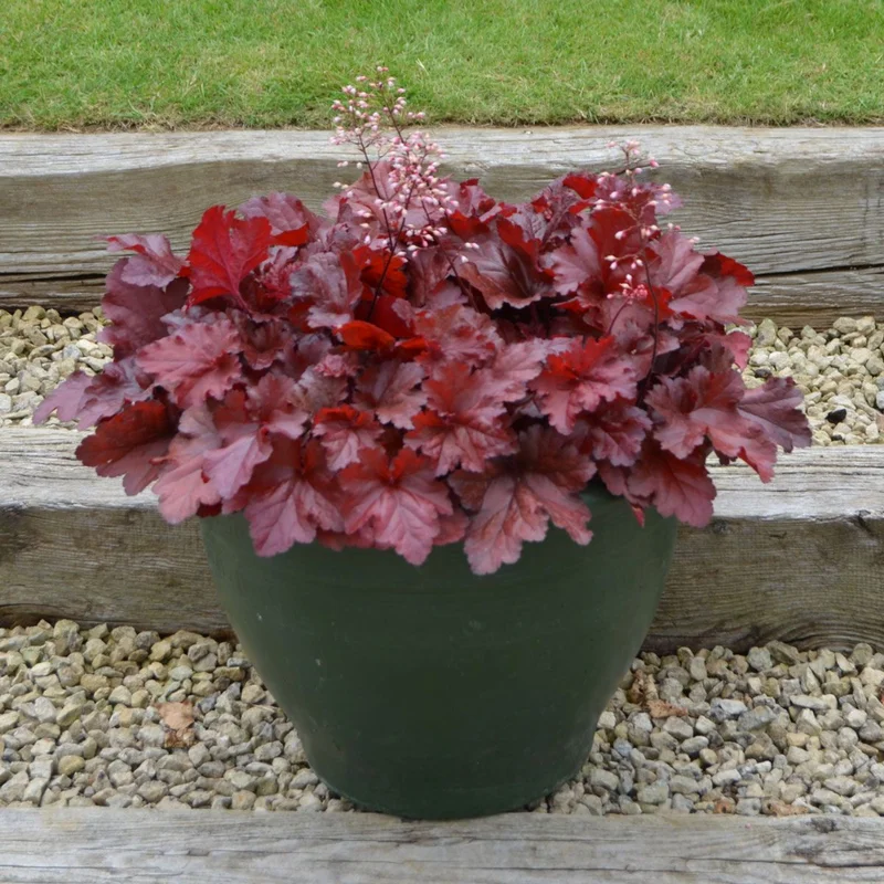 Red Heuchera Plant: Coral Bells 5-8 inch Height - Vibrant Color