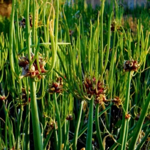 Heirloom Egyptian Walking Onion Bulbs - 20 Bulbs - Easy to Grow