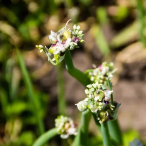 Heirloom Egyptian Walking Onion Bulbs - 20 Bulbs - Easy to Grow