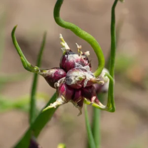 Heirloom Egyptian Walking Onion Bulbs - 20 Bulbs - Easy to Grow
