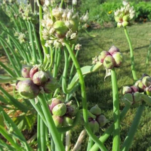 Heirloom Egyptian Walking Onion Bulbs - 20 Bulbs - Easy to Grow