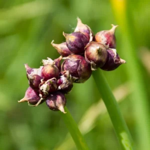 Egyptian Walking Onion Bulbs Pack 20 Heirloom Vegetable