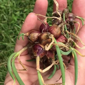 Egyptian Walking Onion Bulbs Pack 20 Heirloom Vegetable