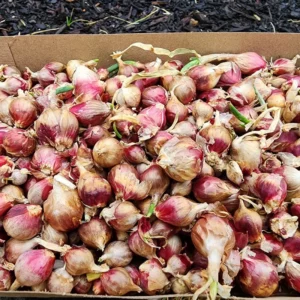 Egyptian Walking Onion Bulbs Pack 20 Heirloom Vegetable