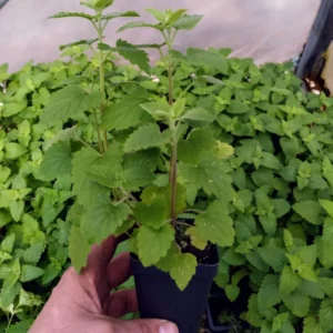 Chocolate Mint Plant - 5 Inch Herb - Aromatic Garden Plant