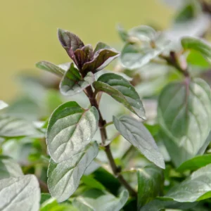 Chocolate Mint Plant - 5 Inch Herb - Aromatic Garden Plant
