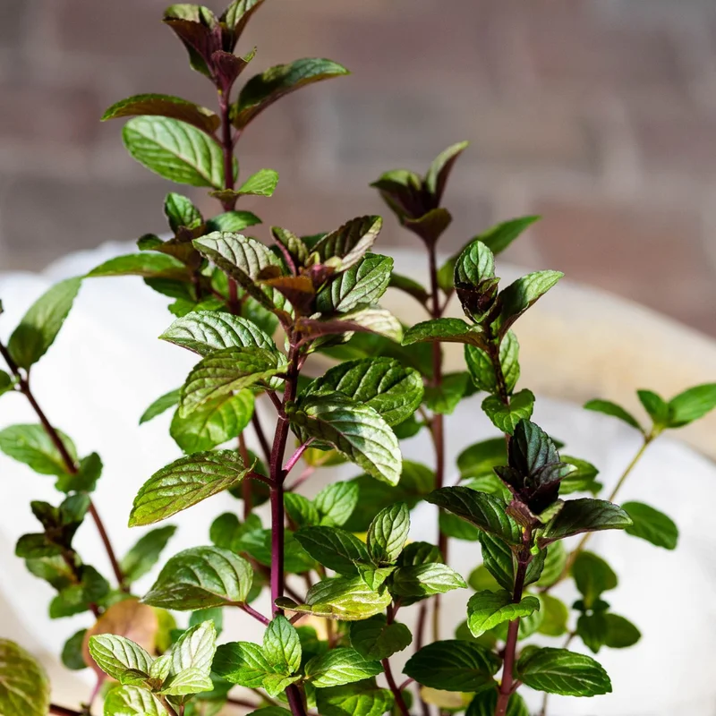 Chocolate Mint Plant - 5 Inch Herb - Aromatic Garden Plant