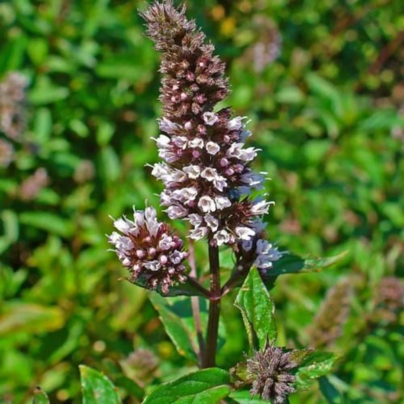 Chocolate Mint Plant - 5 Inch Herb - Aromatic Garden Plant