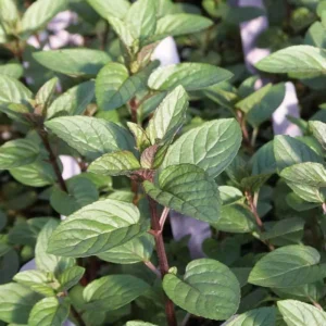 Chocolate Mint Plant - 5 Inch Herb - Aromatic Garden Plant