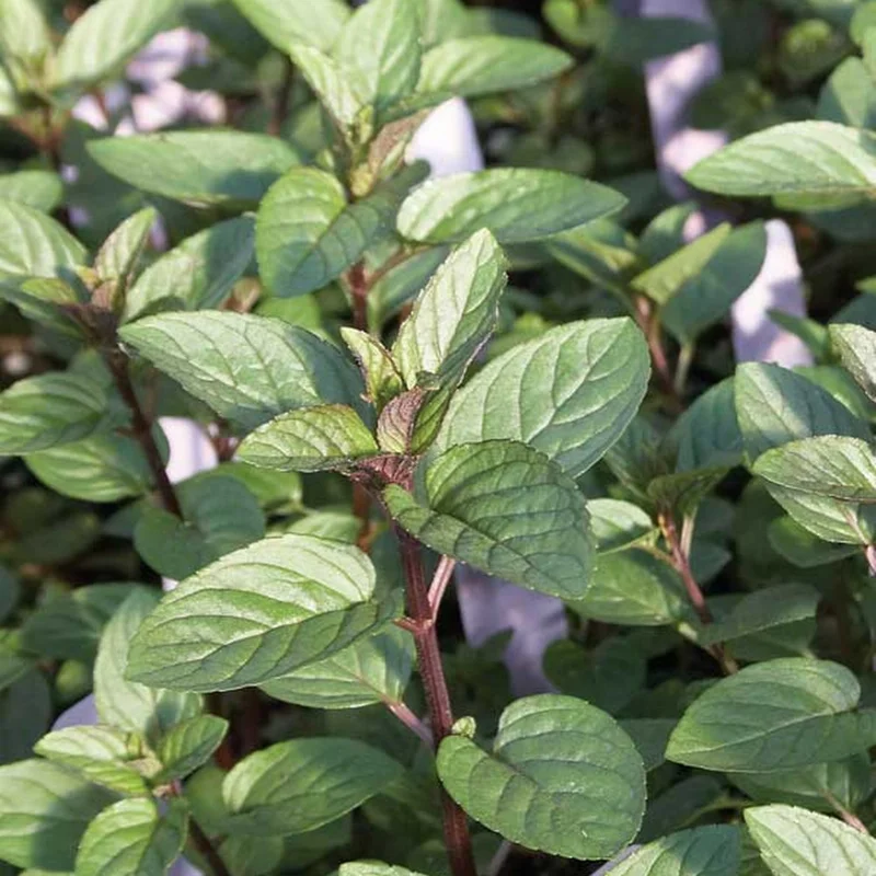 Chocolate Mint Plant - 5 Inch Herb - Aromatic Garden Plant
