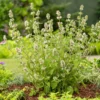 Catnip Plant 7 Inch Tall - Natural Cat Attractant - Garden Herb