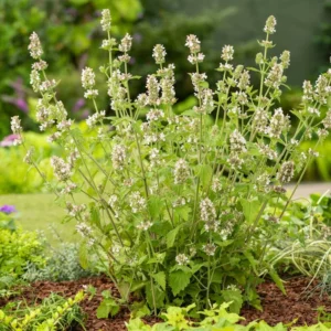 Catnip Plant 7 Inch Tall - Natural Cat Attractant - Garden Herb