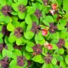 Iron Cross Shamrock Plant - 7 Inch Potted Indoor Plant