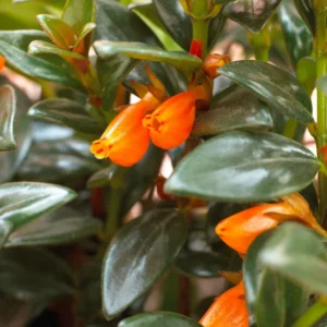 Goldfish Plant 7 Inch Potted Houseplant Indoor Decor