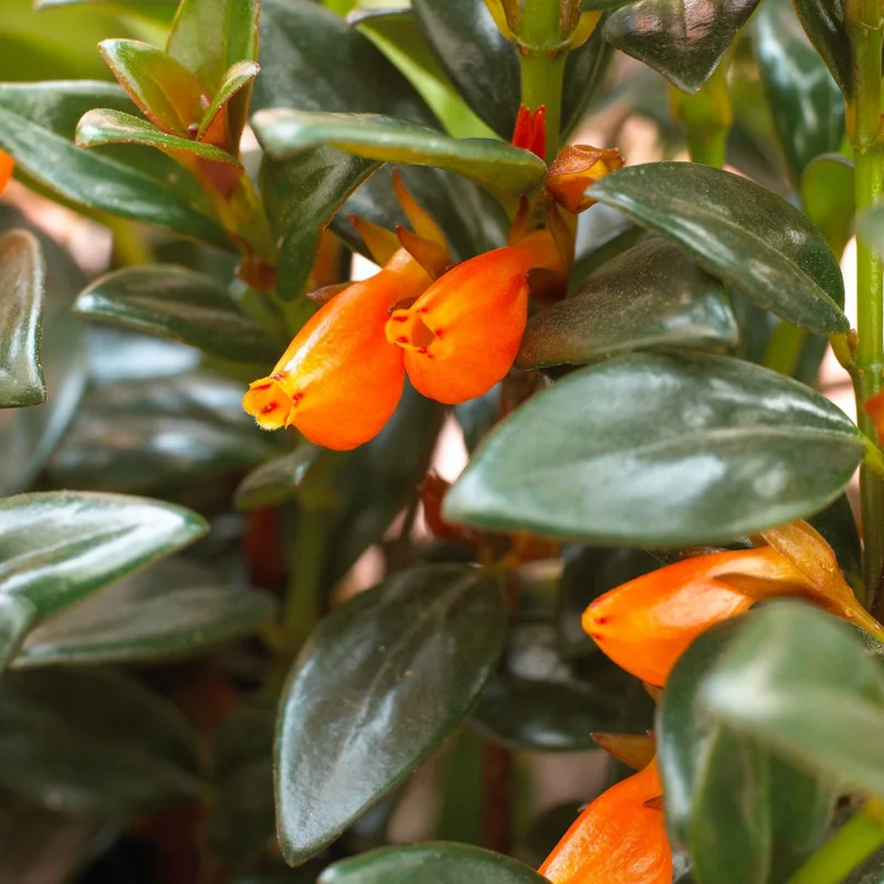 Goldfish Plant 7 Inch Potted Houseplant Indoor Decor