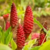 Shampoo Ginger Plant - 4-7 Inch - Tropical Beauty