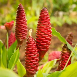 Shampoo Ginger Plant - 4-7 Inch - Tropical Beauty