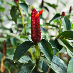 Shampoo Ginger Plant - 4-7 Inch - Tropical Beauty