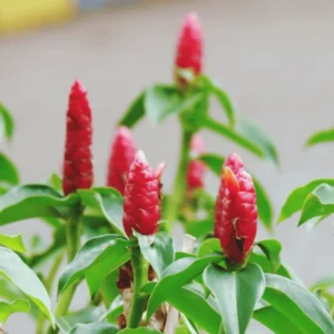 Shampoo Ginger Zingiber Zerumbet Plant - 4-8'' Tall - Tropical Beauty