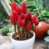 Shampoo Ginger Zingiber Zerumbet Plant - 4-8'' Tall - Tropical Beauty