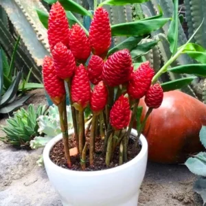 Shampoo Ginger Zingiber Zerumbet Plant - 4-8'' Tall - Tropical Beauty