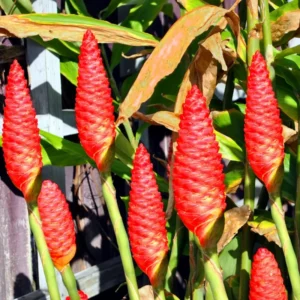 Shampoo Ginger Zingiber Zerumbet Plant - 4-8'' Tall - Tropical Beauty