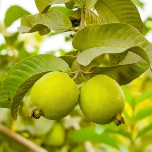 White Guava Tree - 4-8 Inch Tall Live Plant
